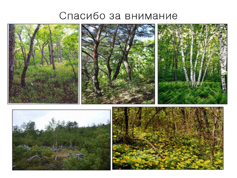 Спасибо за внимание